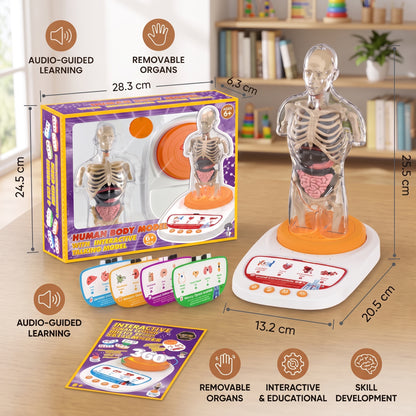 Interactive Human Anatomy Model for Kids with Removable Organs & Sound