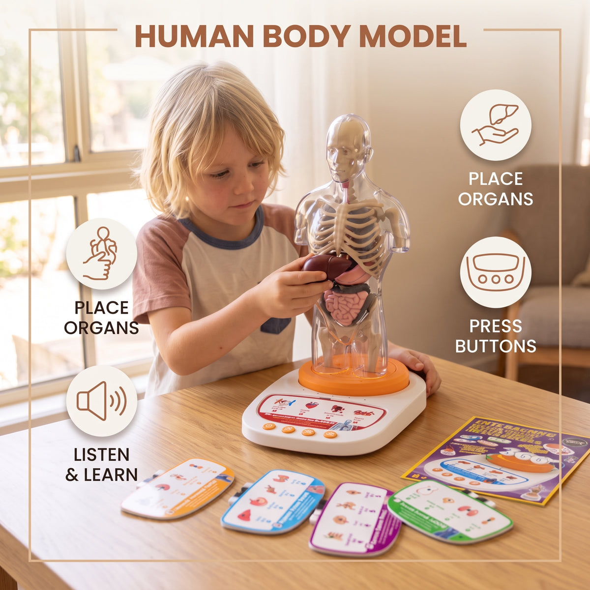 Interactive Human Anatomy Model for Kids with Removable Organs & Sound