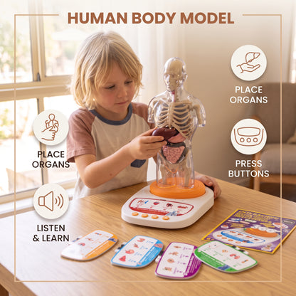 Interactive Human Anatomy Model for Kids with Removable Organs & Sound