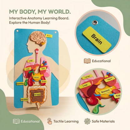 Human Body Felt Board Educational Toy